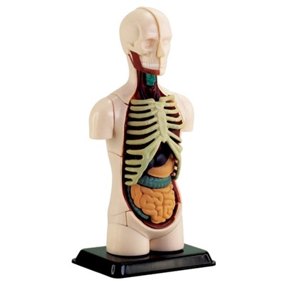 Model af kroppens anatomi - Torso