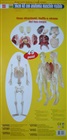 Anatomi - model af mand