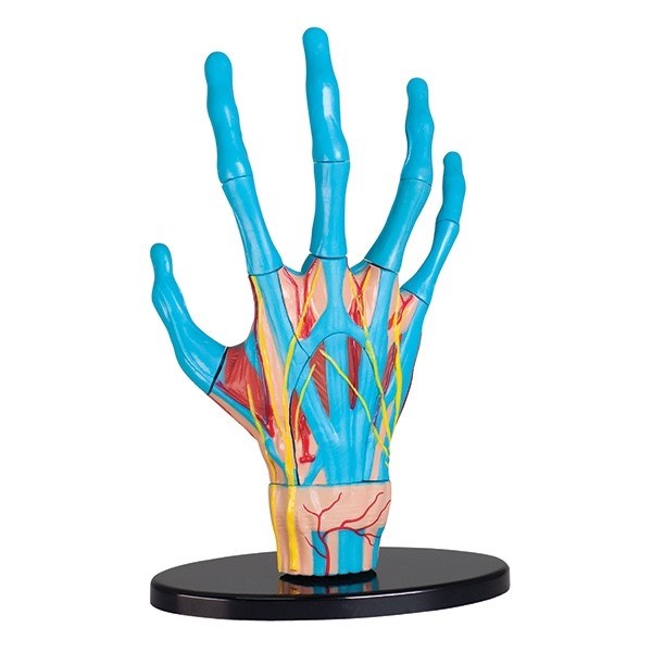Anatomi - model af en hånd
