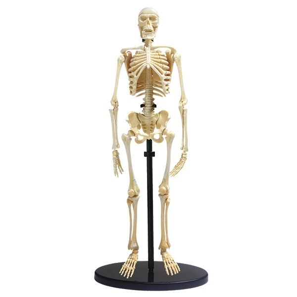 Anatomisk model af et menneske skelet