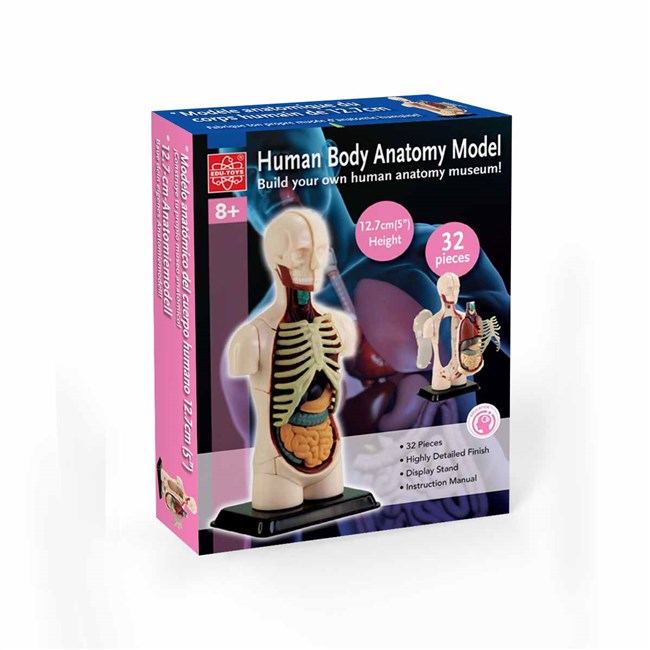Anatomisk model af kranium Anatomisk model af kranium