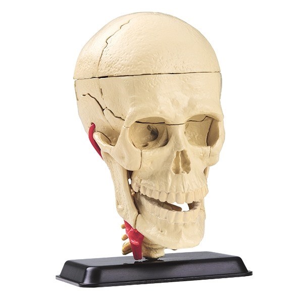 Anatomisk model af kranium