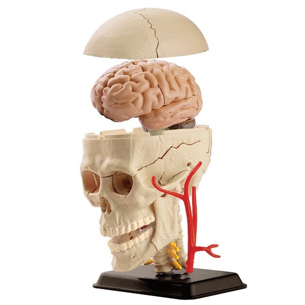 Anatomisk model af kranium Anatomisk model af kranium