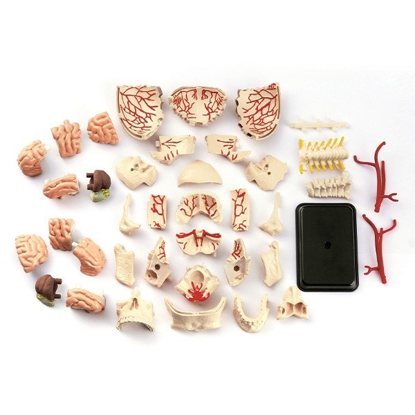 Anatomisk model af kranium Anatomisk model af kranium