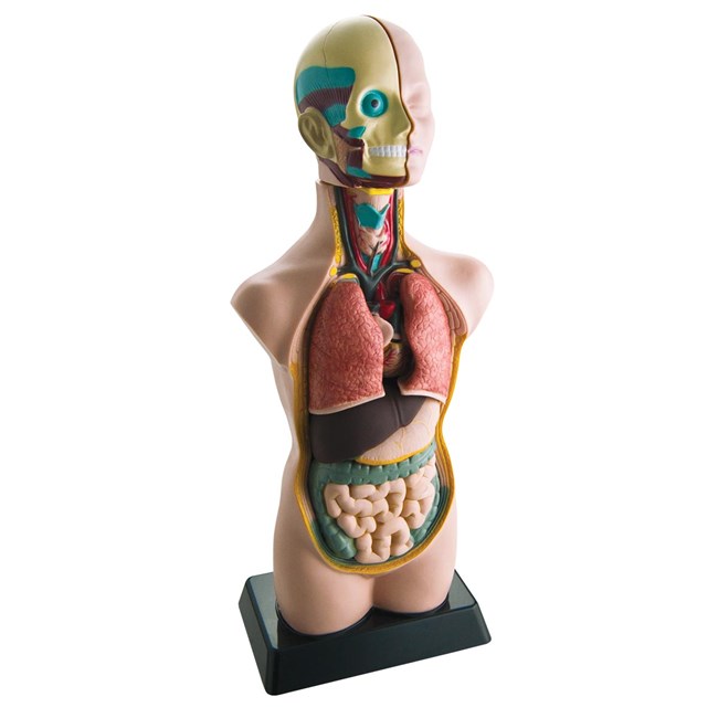 Gennemskåret menneskekrop / torso - 50 cm