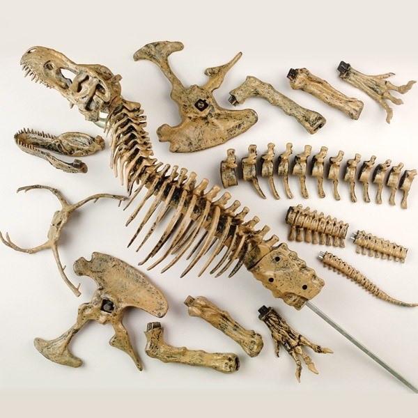Kæmpe Tyrannosaurus Rex Kæmpe Tyrannosaurus Rex
