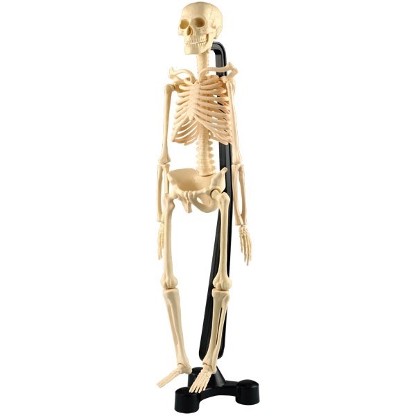 Menneske skelet - 46 cm højt