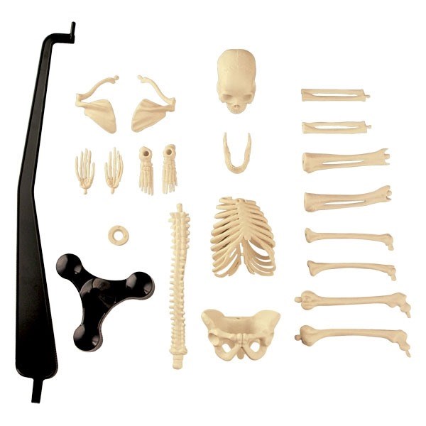 Skelet af menneske - samles og skilles - ca. 46 cm højt