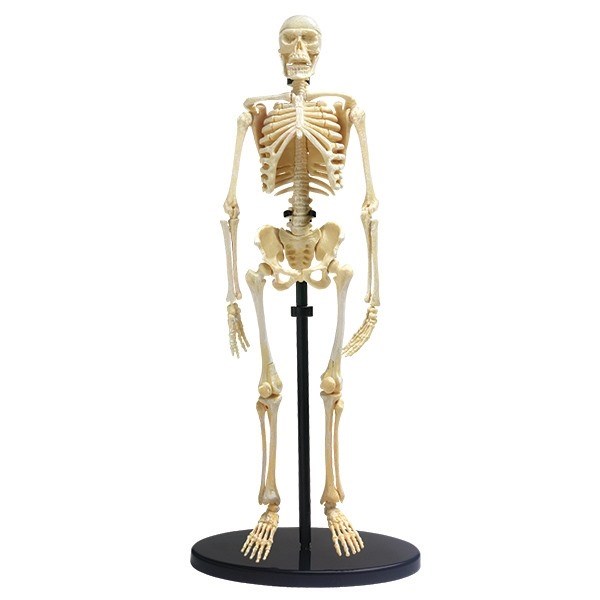 Skelet - Anatomisk model af et menneske skelet