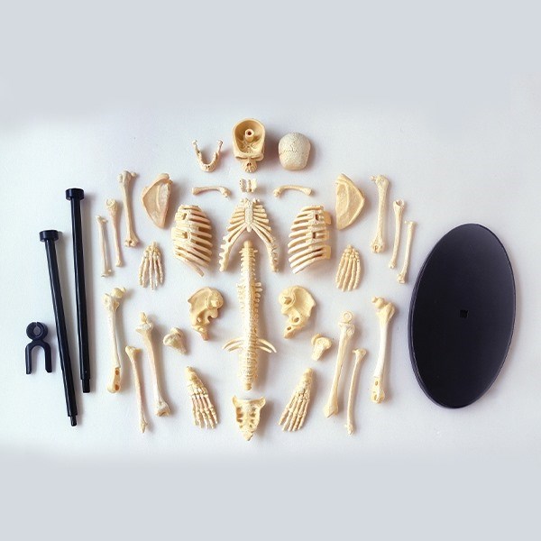 Skelet - Anatomisk model af et menneske skelet Skelet - Anatomisk model af et menneske skelet