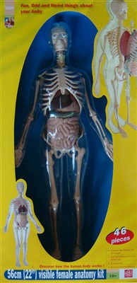 Anatomi - model af kvinde
