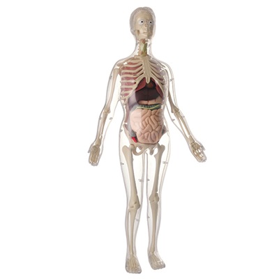 Anatomi - model af mand
