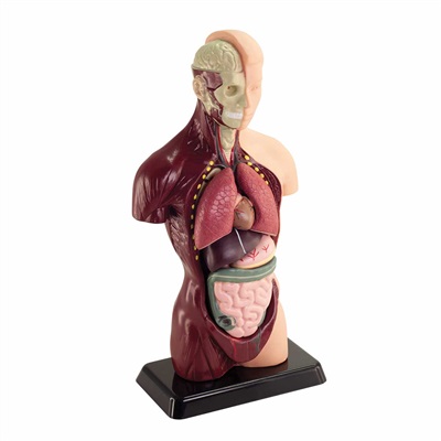 Gennemskåret menneskekrop, torso - 27 cm