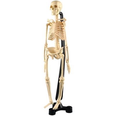 Menneske skelet - 46 cm h&#xF8;jt