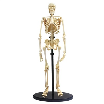 Skelet - Anatomisk model af et menneske skelet