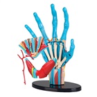 Anatomi - model af en hånd
