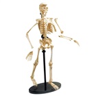 Anatomisk model af et menneske skelet
