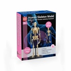 Anatomisk model af et menneske skelet