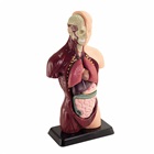 Gennemskåret menneskekrop, torso - 27 cm