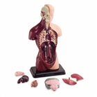 Gennemskåret menneskekrop, torso - 27 cm