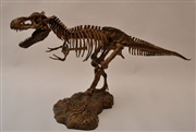 Kæmpe Tyrannosaurus Rex 