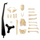 Skelet af menneske - samles og skilles - ca. 46 cm højt