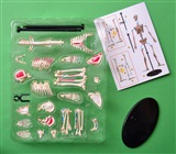 Skelet - Anatomisk model af et menneske skelet