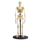 Skelet - Anatomisk model af et menneske skelet