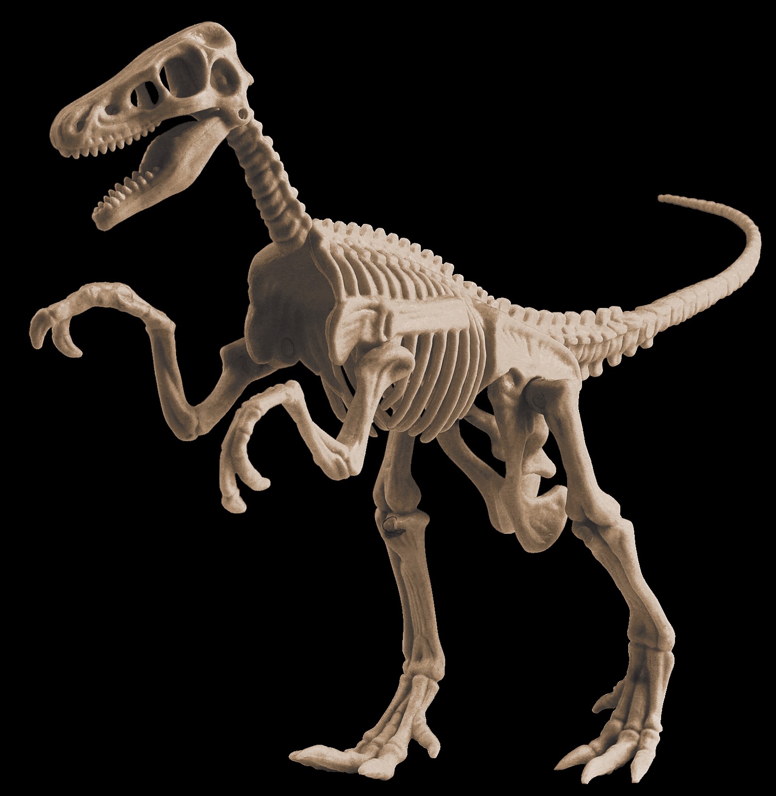 Udgrav Velociraptor skelet - Legetøj fra Captoy